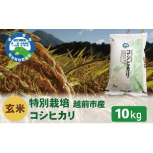 ふるさと納税 越前市 【先行受付】令和8年産 特別栽培 コシヒカリ　玄米　10kg