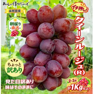 ふるさと納税 長野県 ちょっと訳あり 新鮮朝採り クイーンルージュ(R)2〜3房 計1kg以上!令和...