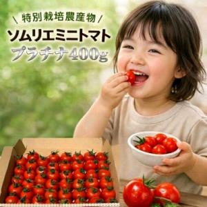 ふるさと納税 玉名市 【特別栽培農産物】「ソムリエミニトマト プラチナ」400g