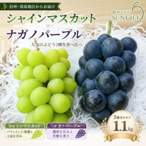 ふるさと納税 高山村 長野県産 ナガノパープルとシャインマスカット 計1.1kg(2房〜3房)2026年発送【期間限定】