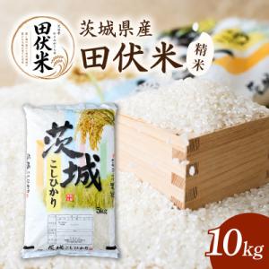 ふるさと納税 かすみがうら市 令和8年産 新米 田伏米のコシヒカリ 精米 10kg(1袋) | こしひかり お米 かすみがうら市