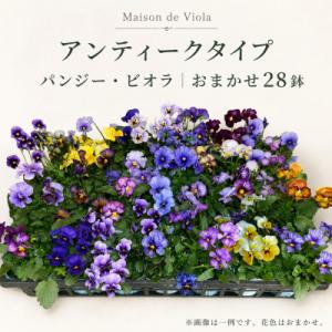 ふるさと納税 豊川市 オリジナルパンジー・ビオラ おまかせアソート《アンティークタイプ28鉢》