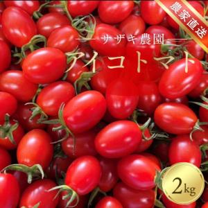 ふるさと納税 玉名市 サザキ農園のアイコ2kg