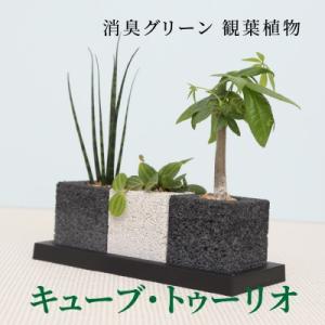 ふるさと納税 天草市 キューブ・トゥーリオ　消臭グリーン 観葉植物_S060-001A