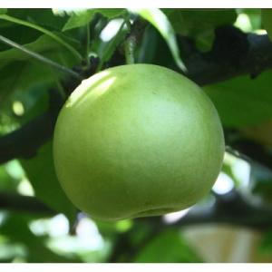 ふるさと納税 鳥取市 二十世紀梨 小玉 5kg【やぶやフルーツガーデン】