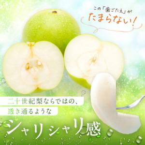 ふるさと納税 鳥取市 二十世紀梨 秀品 5キロ(砂丘のなし屋さん)