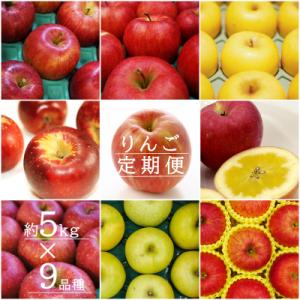 ふるさと納税 長井市 【2026年発送】【定期便9回】「秀品」りんご5kg×9種_H150(R8)