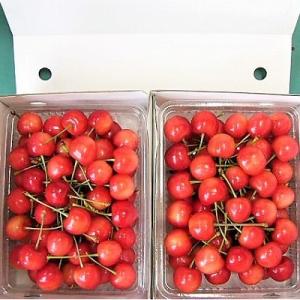 ふるさと納税 上山市 さくらんぼ(佐藤錦)1kg　0015-2602｜Yahoo!ふるさと納税
