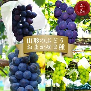 ふるさと納税 長井市 【2026年発送】「秀品」山形のぶどう品種おまかせ約4kg(約2kg×2種)_H056(R8)