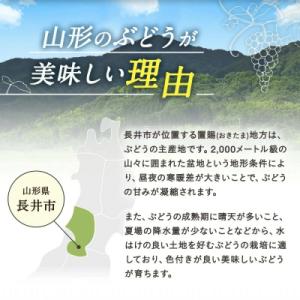 ふるさと納税 長井市 【期間限定・2026年発...の詳細画像2
