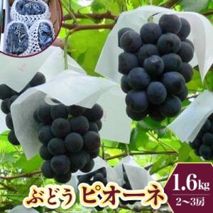 ふるさと納税 上山市 ぶどう(ピオーネ)1.6kg　0009-2602