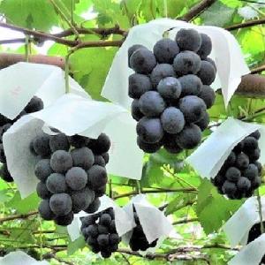 ふるさと納税 上山市 ぶどう(ピオーネ)3kg...の詳細画像3