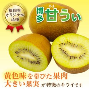 ふるさと納税 宗像市 福岡県ブランド!キウイフ...の詳細画像1