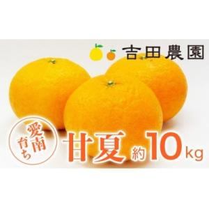 ふるさと納税 愛南町 先行受付 甘夏 約10kg みかん 柑橘 あまなつ 夏みかん だいだい 吉田農...