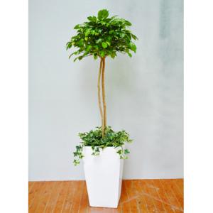 ふるさと納税 越知町 防災グッズ　タスカルグリーン(造花)TG-022