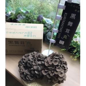 ふるさと納税 飯能市 黒舞茸「真」 1kgの詳細画像1