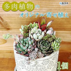 ふるさと納税 西予市 <自家生産　多肉植物のオリジナル寄せ植え(約10種類)>　インテリア　ガーデニング　鉢植え
