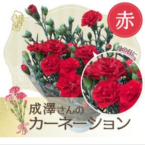 ふるさと納税 庄内町 【R8.5月初旬より順次発送】成澤さんのカーネーション 赤(入金期限:2026.4.30) 母の日