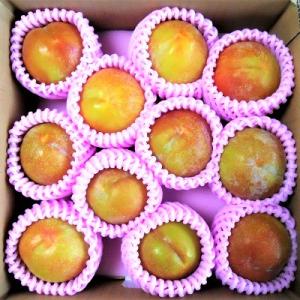 ふるさと納税 上山市 すもも(秋姫)1.5kg　0017-2606