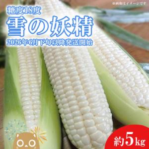 ふるさと納税 境町 【先行受付】糖度18度前後 白い とうもろこし「雪の妖精」約5kg入り 1000セット限定!!