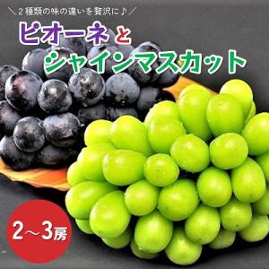 ふるさと納税 上山市 ピオーネとシャインマスカットの詰合せ　2〜3房　0010-2601