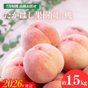 ふるさと納税 福島市 たかはし果樹園の桃　7月収穫約1.5kg【2026年発送 先行受付】No.1904
