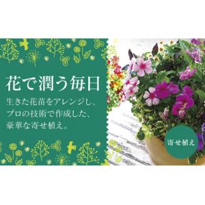 ふるさと納税 山口市 花うるるのおまかせプレミアム寄せ植え C102