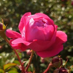 ふるさと納税 飯能市 【Apple Roses】バラ苗『グローブマイスター』新苗育成苗6号ポット植え...