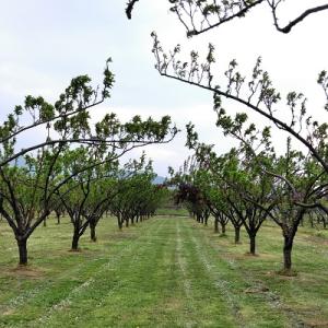 ふるさと納税 上山市 すもも(秋姫)1.2kg　ご家庭用　0012-2605