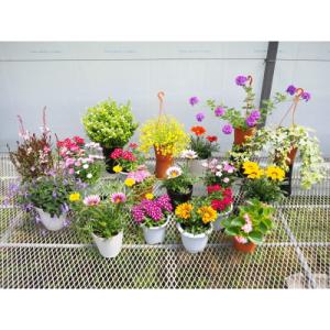 ふるさと納税 越知町 お楽しみ季節の鉢植え(中)