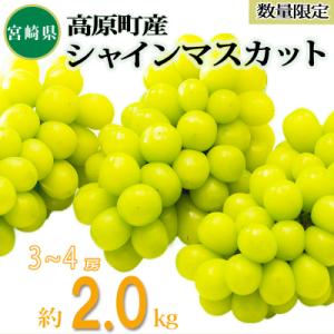 ふるさと納税 高原町 久保ぶどう園の高原町産シャインマスカット(約2kg)[宮崎県産 3〜4房 湧水育ち]　TF394
