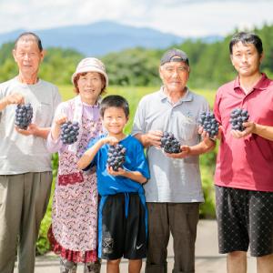 ふるさと納税 高原町 久保ぶどう園の高原町産シ...の詳細画像3