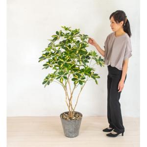 ふるさと納税 越知町 シェフレラ(斑入り)(造花...の商品画像