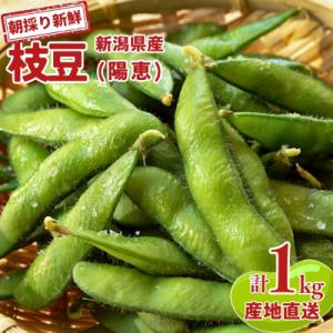 ふるさと納税 三条市 新潟県産 枝豆 1kg 朝採りをお届け 枝豆(陽恵) [堀川農園] 【010S...