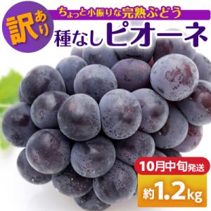 ふるさと納税 五所川原市 【2026年10月中旬発送】 【訳あり】ぶどう ピオーネ 種なし 1.2kg程度 (小振り・2房)