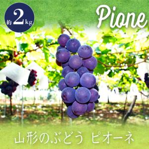 ふるさと納税 長井市 【2026年発送】「秀品」山形のぶどう(ピオーネ)約2kg_H059(R8)