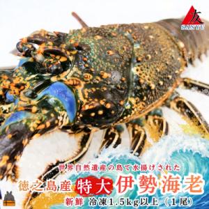 ふるさと納税 徳之島町 新鮮なまますぐ冷凍!!徳之島産冷凍“特大”伊勢海老1尾(1.5kg以上)