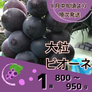 ふるさと納税 宍粟市 ピオーネ1房 (800~950g)　数量限定　Y7