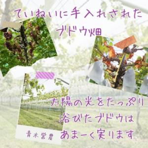 ふるさと納税 宍粟市 ピオーネ1房 (800~...の詳細画像1