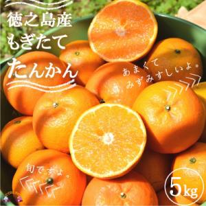 ふるさと納税 徳之島町 《今が旬!》島の農家さん直送便!徳之島産もぎたてたんかん(5キロ)
