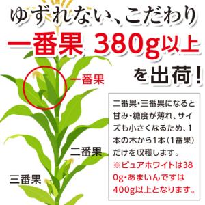 ふるさと納税 南幌町 令和8年発送 北海道産 ...の詳細画像2