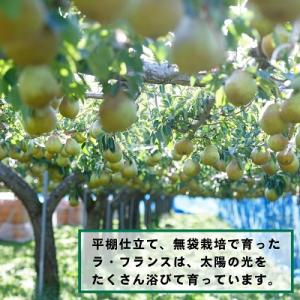 ふるさと納税 上山市 西洋梨(ラ・フランス)5...の詳細画像2