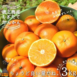 ふるさと納税 徳之島町 《今が旬!》島の農家さん直送便!徳之島産もぎたてたんかん(3キロ)