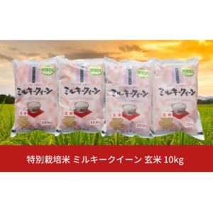 ふるさと納税 三条市 特別栽培米 ミルキークイーン 玄米 10kg  新潟県産 佐藤農産有機センター【017S019】