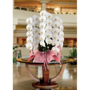 ふるさと納税 北本市 「世界らん展」で3度グランプリを受賞した国分寺洋蘭園による胡蝶蘭(大輪)白3本