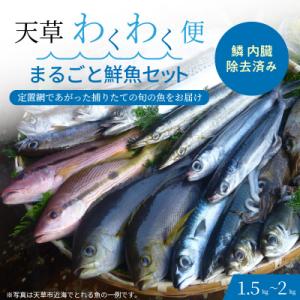 ふるさと納税 天草市 【鱗 内臓 除去済み】 【指定日必須】天草わくわく便 まるごと鮮魚セット _S...