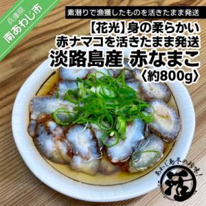ふるさと納税 南あわじ市 【花光】【あわじ島冬の珍味!身の柔らかい赤ナマコを活きたまま発送】淡路島産...