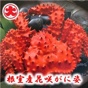 ふるさと納税 根室市 【北海道根室産】花咲がに姿1.2kg×1尾 C-01023
