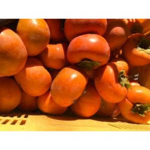 ふるさと納税 岐阜県 福井農園の富有柿家庭用