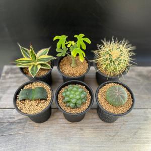 ふるさと納税 池田市 養庄園 キラキラ多肉植物セット